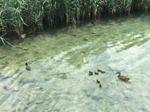 2014_07_07 Enten