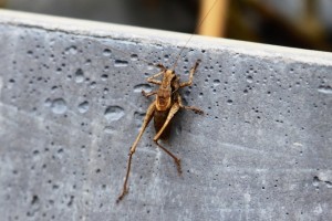 2014_08_27 Heuguemper