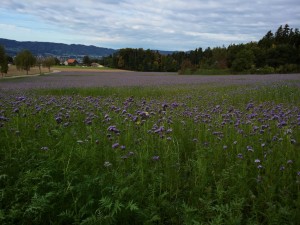 2015_10_05 Phacelia 1