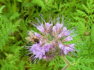2015_10_05 Phacelia 2