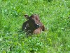 2011_09_02 Ballenberg 4