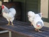 2011_09_02 Ballenberg 5