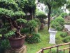 2016_06_03 Suzhou Bonsai 01