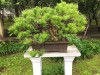 2016_06_03 Suzhou Bonsai 01a