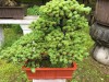 2016_06_03 Suzhou Bonsai 02