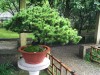 2016_06_03 Suzhou Bonsai 02a