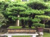 2016_06_03 Suzhou Bonsai 03