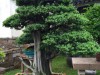 2016_06_03 Suzhou Bonsai 03a