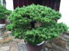 2016_06_03 Suzhou Bonsai 04