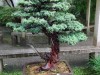 2016_06_03 Suzhou Bonsai 05