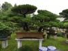 2016_06_03 Suzhou Bonsai 06