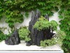 2016_06_03 Suzhou Bonsai 07