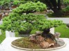 2016_06_03 Suzhou Bonsai 09