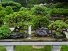 2016_06_03 Suzhou Bonsai 10