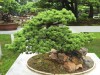 2016_06_03 Suzhou Bonsai 11