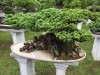 2016_06_03 Suzhou Bonsai 12