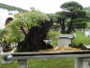 2016_06_03 Suzhou Bonsai 13