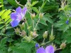 2016_07_08 Toggenburg 03