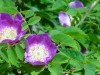 2016_07_08 Toggenburg 07
