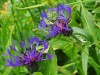 2016_07_08 Toggenburg 09