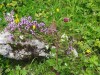 2016_07_08 Toggenburg 10
