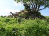 2016_07_08 Toggenburg 12