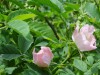 2016_07_08 Toggenburg 20