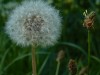 2016_07_28 Murten 9