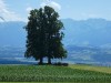 2016_08_03 Alpenpanorama 11