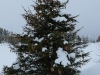 2017_02_10_raguta-2