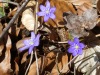 2017_03_03_berschis-6