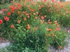 2017_06_02 Mohn-1