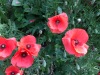 2017_06_02 Mohn-2