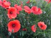 2017_06_02 Mohn-3
