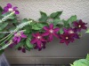 2017_06_15 Terrasse -1