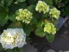 2017_06_15 Terrasse -4