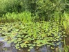 2017_07_07 Kapellenweg -1