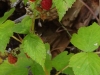 2018_09_06 Arnisee-06