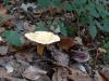 2018_10_09 Baumwipfel-11