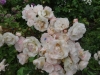 2012_06_20ettenbuehl1