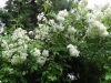 2012_06_20ettenbuehl5
