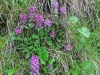 2012_07_06rigi4