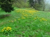 blustwanderung2