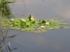 2014_06_13-kartause-ittingen5
