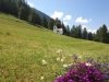 2013_07_11-wiesen10