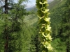 2013_07_15-sertig11