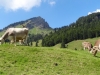 2013_08_30-alpenpanorama512