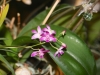2014_02_23-orchideen1