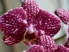 2014_02_23-orchideen2
