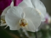 2014_02_23-orchideen3